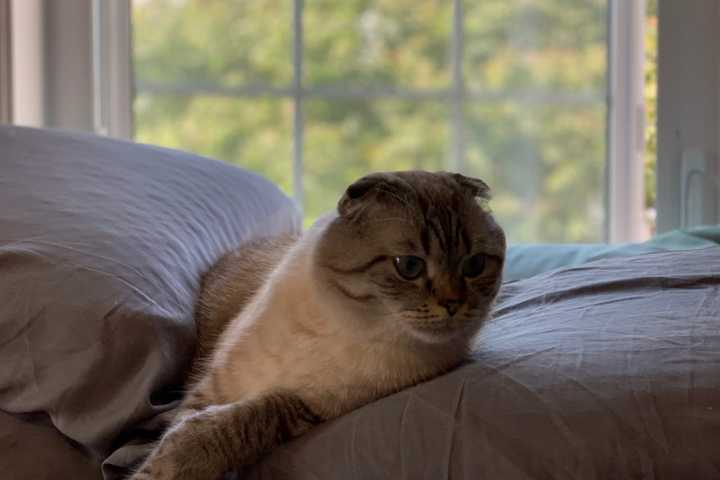 New York Could Become First State To Ban Declawing Cats Statewide