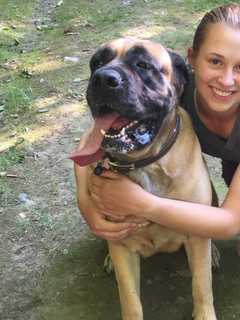 Pet Group Asks For Public's Help In Finding Mastiff Missing In North Salem