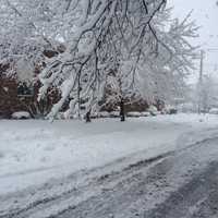 <p>Heavy, wet snow pulling branches down to just a few feet above the road on Bartram Avenue in Bridgeport.</p>