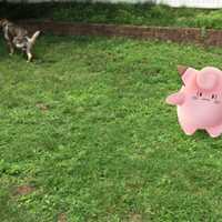 <p>Greg DiGuglielmo finds Pokemon characters in his backyard.</p>