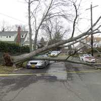 <p>A tree is blocking Weeks Place in New Rochelle after Wednesday&#x27;s storm.</p>