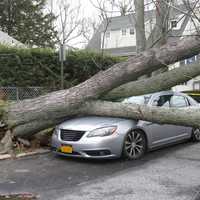 <p>The fallen tree crushed the hood of one car, and struck another on Weeks Place in New Rochelle.</p>