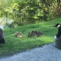 Bird Flu Has Boldly Landed In PA