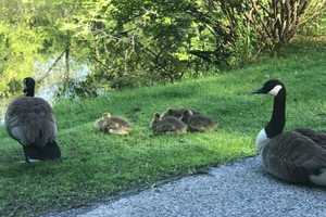 Dozens Of Geese Gassed To 'Control' Growing Population In Jersey Shore Town