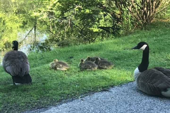 Always Nice To See New Life At Hometown Pond