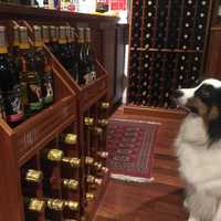 Rye Merchants 'Partner With Pets' Rescued By Harrison Shelter For Holidays