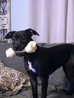 First ResPAWnders: Haworth Police Sergeant's Puppy Was Dumped On Side Of Highway