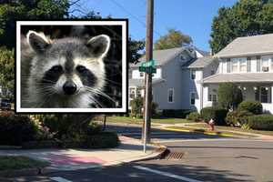 RACCOON RAMPAGE: Animal Attacks Maywood Residents