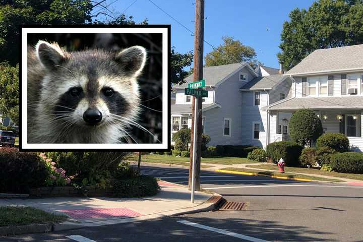 RACCOON RAMPAGE: Animal Attacks Maywood Residents