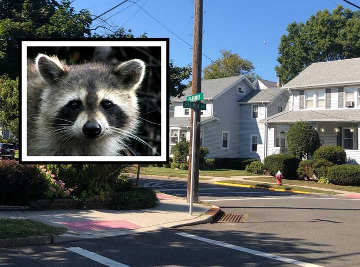 The raccoon attacks occurred at the intersection of Parkway and Pleasant Avenue in Maywood.