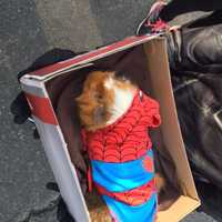 <p>A guinea pig dressed up as Spider-Man at the pet parade in Ossining.</p>