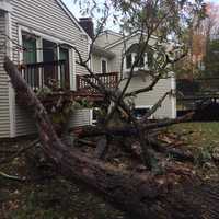 <p>A large tree came crashing down on Oakwood Court in Norwalk as a result of the storm that hit the city on Sunday</p>