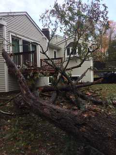 Storm Knocks Down Large Tree On Oakwood Court In Norwalk