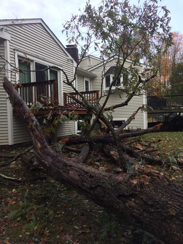 Storm Knocks Down Large Tree On Oakwood Court In Norwalk