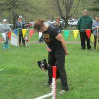 <p>A border collie completes an agility course at the SPCA Walk-a-Thon in Yorktown.</p>