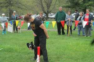 Dogs Of All Shapes, Sizes Strut Their Stuff At SPCA Walkathon