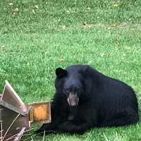 Multiple Black Bear Sightings Reported In Northern Westchester