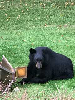 Bear Fact: Bring Bird Feeders Inside, Mount Pleasant, As Bruins Make Return