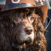 <p>A dog dressed up as a cowboy won best costume at Ossining&#x27;s pet parade.</p>