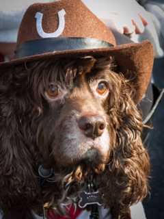 Pets Get Dressed Up At Ossining Howloween Pet Parade