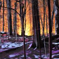 <p>A view of the fire through the trees.</p>