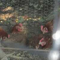 <p>The chickens have been laying three to six eggs a day.</p>