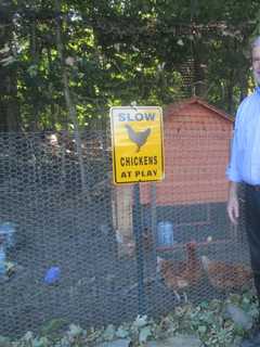 Briarcliff Synagogue Debuts Working Chicken Farm