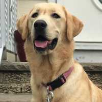 SEEN HER? Search Continues For Missing Cliffside Park Lab Pup