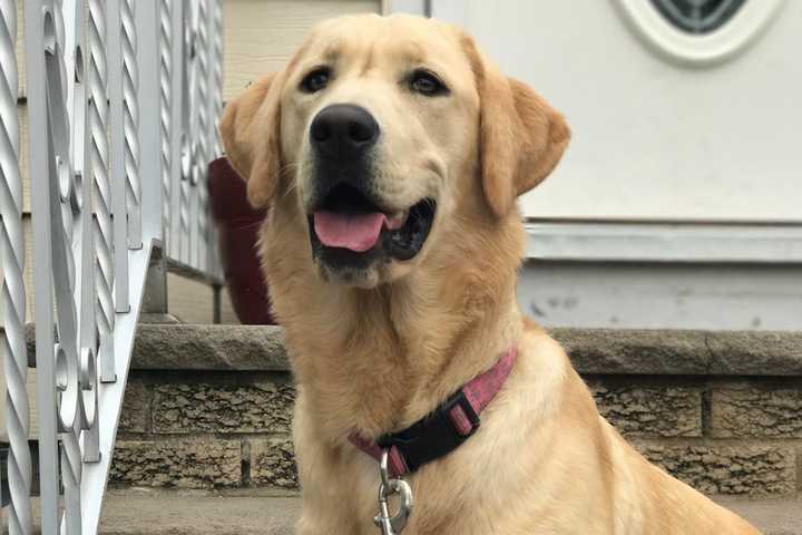 SEEN HER? Search Continues For Missing Cliffside Park Lab Pup