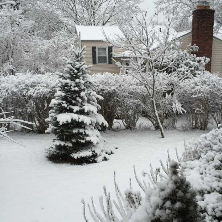 Snow blanketed the landscape in Greenwich Friday morning, giving trees and lawns a wintery coat.