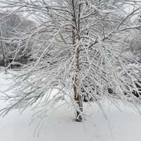 <p>Snow blanketed the landscape in Greenwich Friday morning, giving trees and lawns a wintery coat.</p>