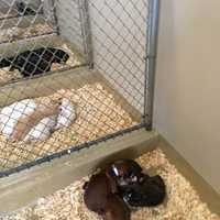 <p>Dogs at the Just Pups Paramus location</p>