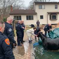 <p>A horse, stuck in a pool cover at a Long Island home, was rescued by police and firefighters.</p>