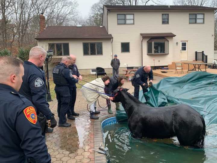 A horse, stuck in a pool cover at a Long Island home, was rescued by police and firefighters.