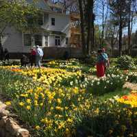 Tiptoe Through The Tulips At Bridgeport Garden