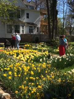 Tiptoe Through The Tulips At Bridgeport Garden