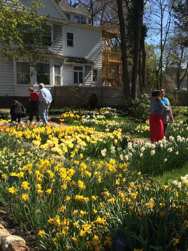Tiptoe Through The Tulips At Bridgeport Garden
