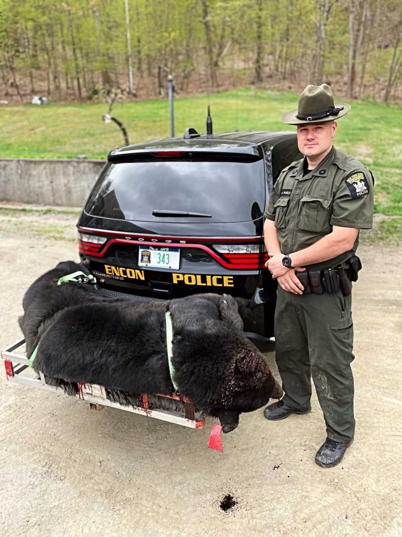 Hudson Valley Man Accused Of Illegally Killing Bear | Beekman-Poughquag ...