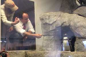 New African Penguins Make A Splash At Connecticut's Beardsley Zoo