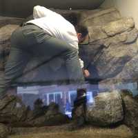 <p>Mayor Joe Ganim climbs around the new penguin exhibit at Bridgeport&#x27;s Beardsley Zoo.</p>