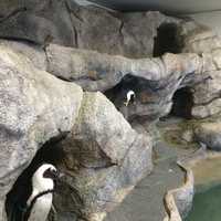 <p>Two of the penguins in the new temporary penguin exhibit at Beardsley Zoo in Bridgeport.</p>