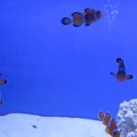 <p>Remember the movie character, &quot;Nemo&quot;? He was a clownfish like this one bred at Gills Aquarium Store.</p>