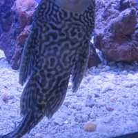 <p>Have trouble keeping your fish tank clean? This Pleco fish, for sale at Gills, eats the algae.</p>