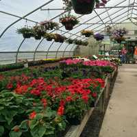 <p>Gilbertie&#x27;s Herb and Garden Center in Westport</p>