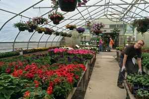From Plump Tomatoes To Peanuts, Stratford Gardeners Get Adventurous