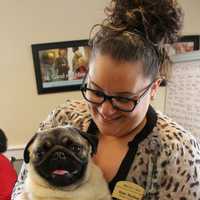 Rocco The Pug Brings Smiles To Tenafly Senior Living Center