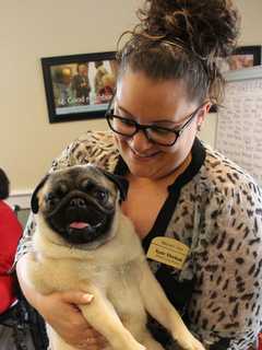 Rocco The Pug Brings Smiles To Tenafly Senior Living Center