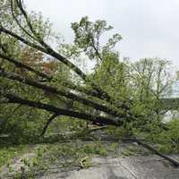 <p>Trees were down across the county including this one on Lakeshore Drive.</p>