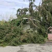 <p>Stanwick Road in Carmel had multiple downed trees.</p>