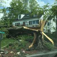 <p>A tree was uprooted during the storm on Rochelle Road.</p>